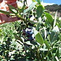 Restoration Oaks Ranch at Gaviota