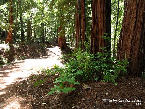 Big Basin Redwoods State Park