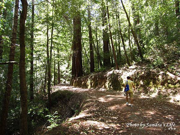 Big Basin Redwoods State Park