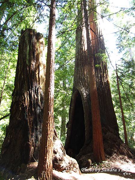 Big Basin Redwoods State Park