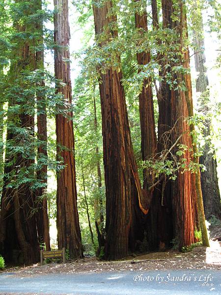 Big Basin Redwoods State Park