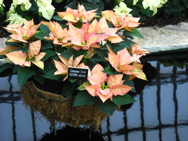 Sunken Garden Flower Show