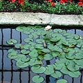 Sunken Garden Flower Show