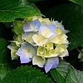 Hydrangeas.jpg