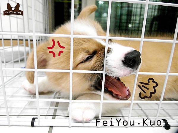 想逃家的小肥油