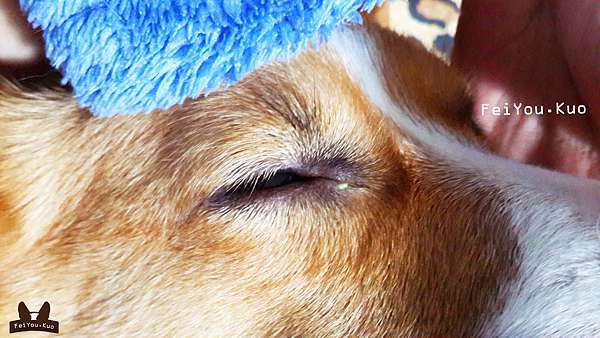 痛痛 眼屎一直冒髒東西不要來 柯基犬肥油x 吃喝拉撒日誌 痞客邦 痛痛 眼屎一直冒髒東西不要來 柯基犬肥油x 吃喝拉撒日誌 痞客邦