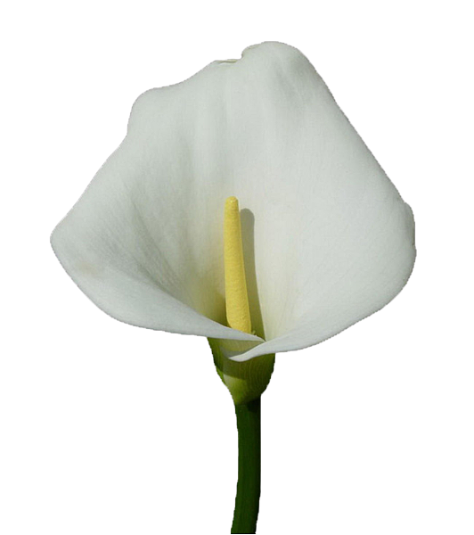 蓋腳印 台中woof Pet 沃夫寵物生活館の獨享露天透明游泳池七星級寵物旅館 柯基犬肥油x 吃喝拉撒日誌 痞客邦