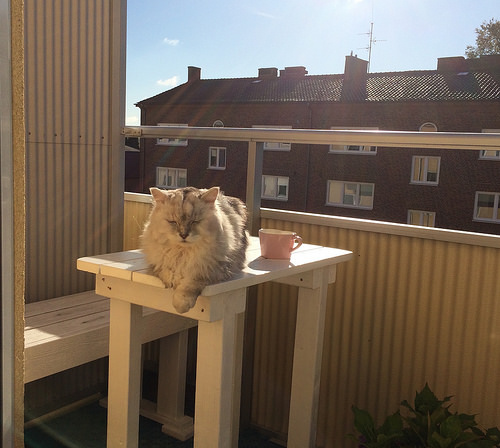 miu on Balcony