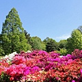 28A0DBA800000578-3084878-Colour_burst_The_Plantation_features_125_varieties_of_hardy_hybr-a-95_1431824318431.jpg