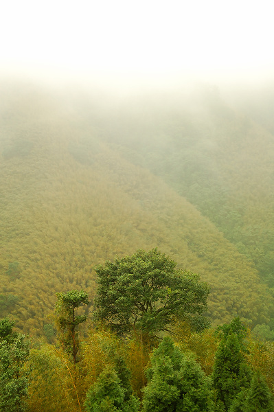 青山伴白雲 思雨陪綠樹