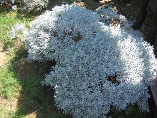 遍植野地的花朵.jpg