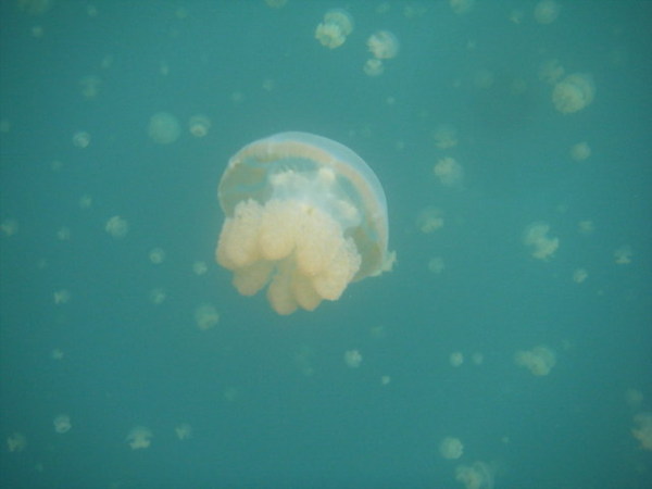 水母