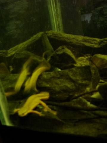 水族箱裡養蠑螈?!