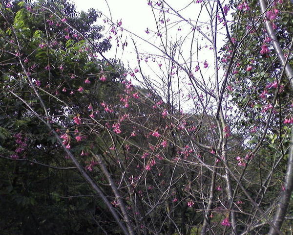 櫻花