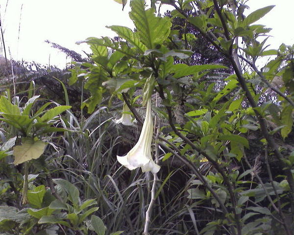 大花曼陀羅