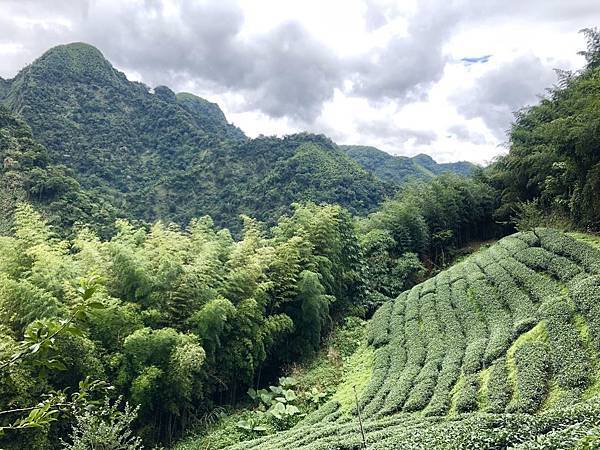 原始森林 青心烏龍