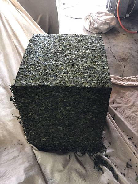 製茶過程 團揉