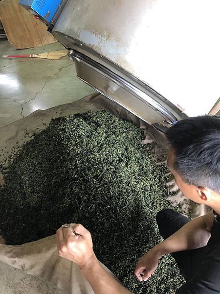 阿里山高山茶 製茶過程