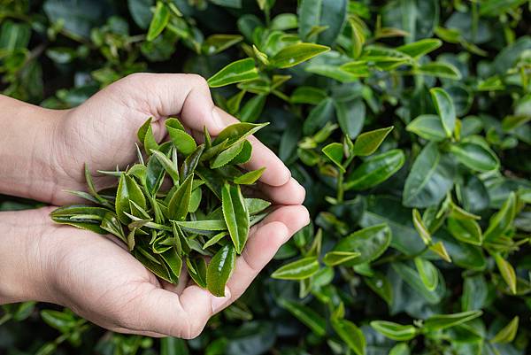 阿里山高山茶｜茶葉常見問題讓您深入了解高山茶，分辨烏龍茶、金萱茶