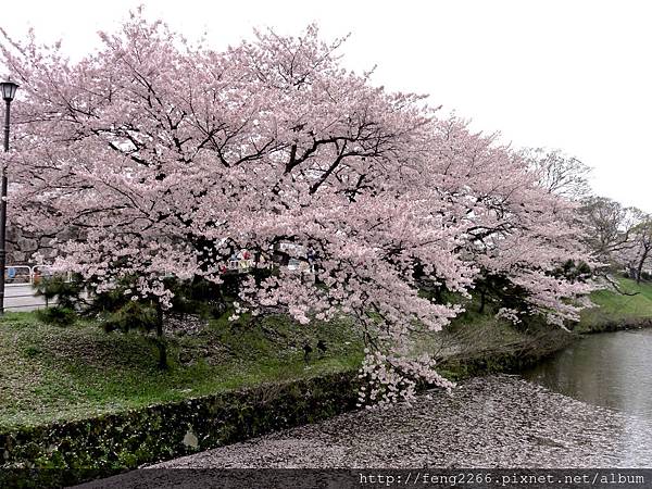 【日本福岡】舞鶴公園福岡城賞櫻