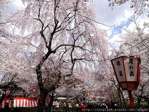 【京都】椿寺山茶花與只能追憶的平野神社櫻花400株