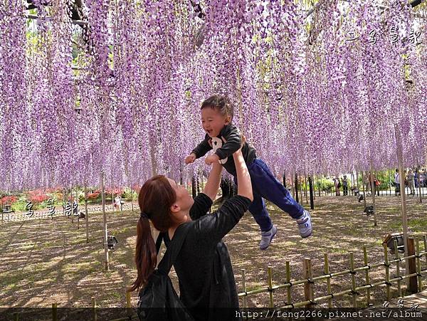 日本栃木縣足利花卉公園 沉浸花香中的夢幻紫藤花季 欣傳媒 日本栃木縣足利花卉公園 沉浸花香中的夢幻紫藤花季 欣傳媒