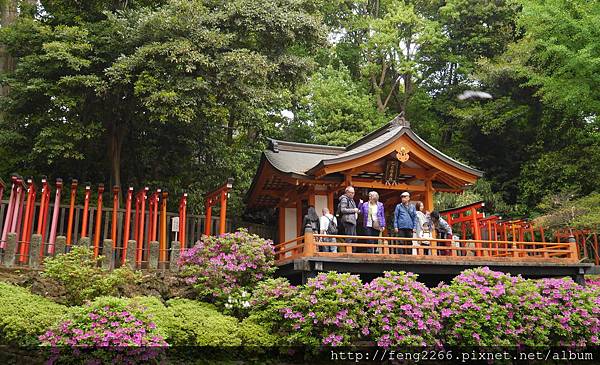 【東京】根津神社-杜鵑花祭