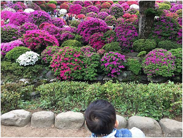东京 根津神社 杜鹃花