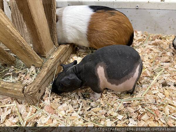 (日本／橫濱）animal touch橫濱港未來室內動物園(