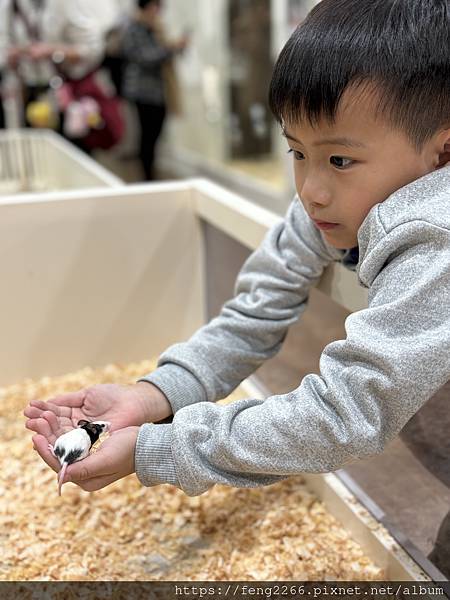 (日本／橫濱）animal touch橫濱港未來室內動物園(