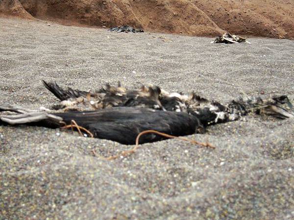 dead body of bird