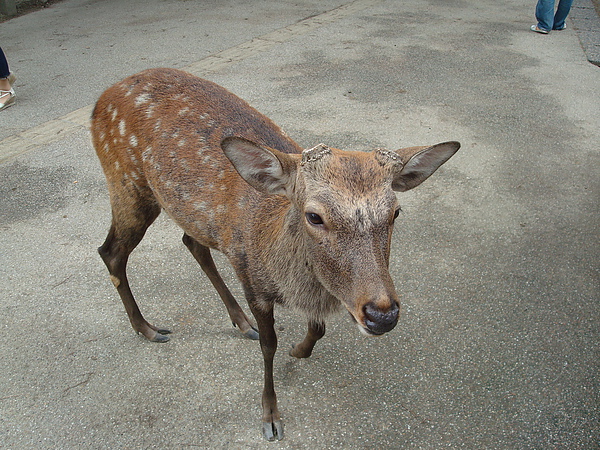 DSC04572.JPG