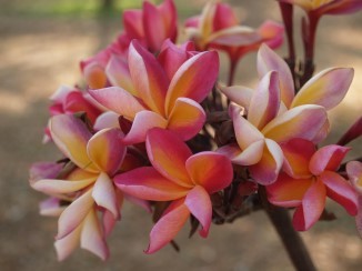 frangipani