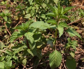 bergamot mint