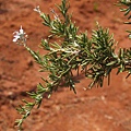 rosemary01