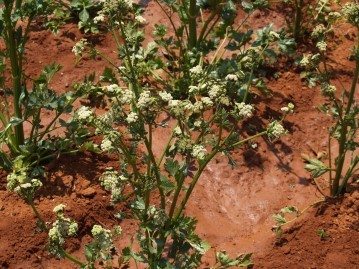 valerian