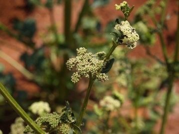 valerian01