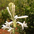 tuberose