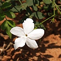 jasmine