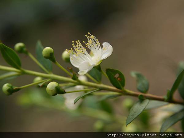 綠香桃花02.jpg