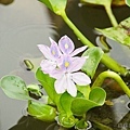 20111018勝洋水草9.jpg