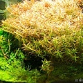 20111018勝洋水草14.jpg