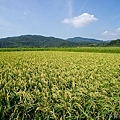 20120708田寮洋31.jpg