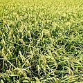 20120708田寮洋34.jpg