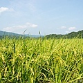 20120708田寮洋15.jpg