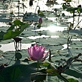 20120714新屋蓮園2.jpg