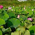 20120714新屋蓮園4.jpg