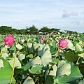 20120714新屋蓮園21.jpg