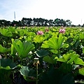 20120714新屋蓮園28.jpg