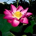 20120714新屋蓮園26.jpg